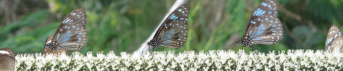 Marion Grimm,  Neue Wege gehen